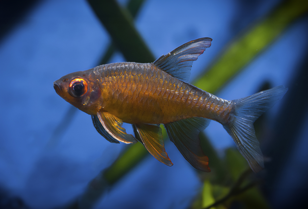 Pärlemorrasbora, pärlrasbora, orangefenad barb