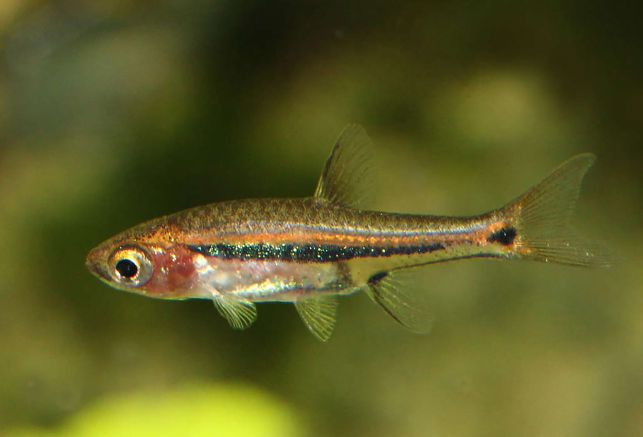 Stjärtfläcksrasbora, miniatyrrasbora