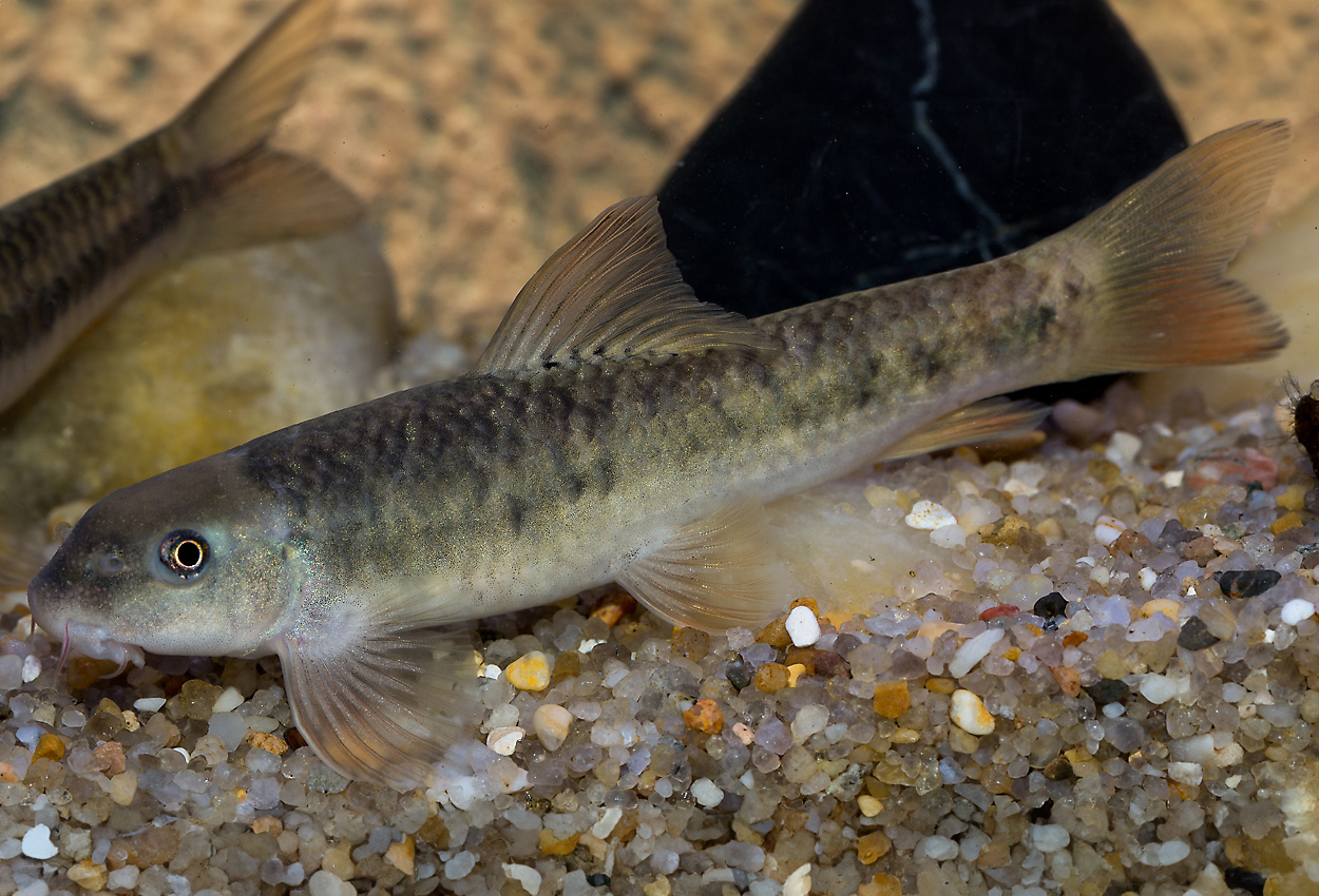 Foto på fisken Garra rufa