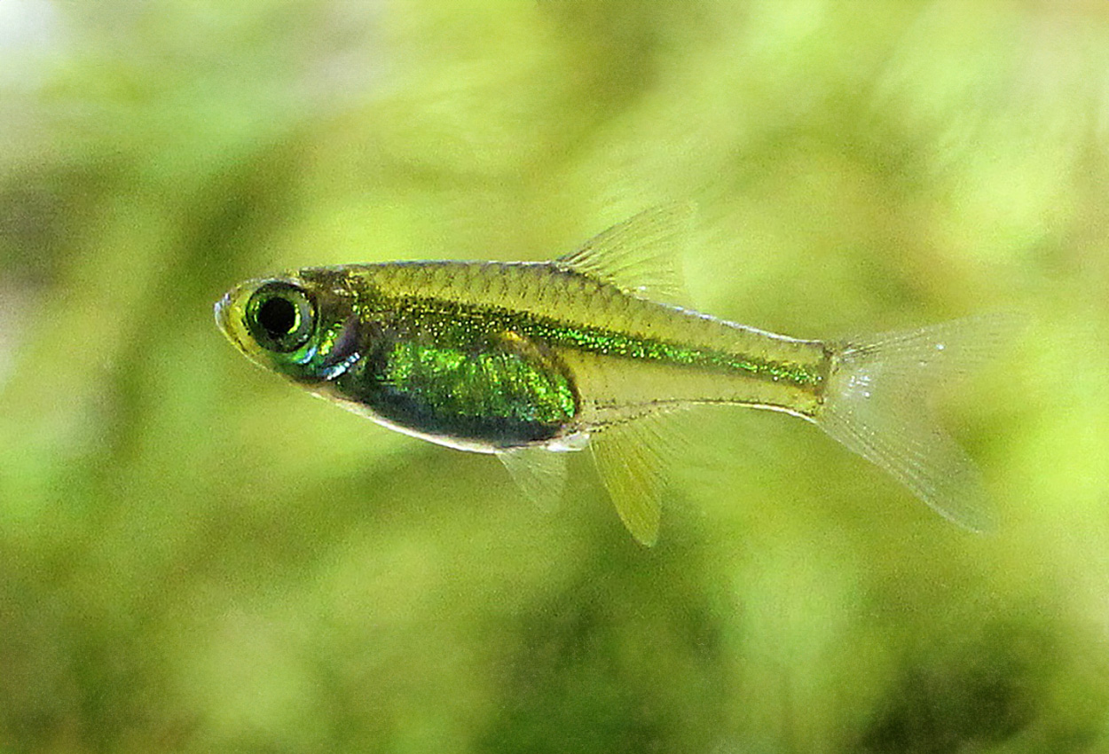 Neongul rasbora, smaragdrasbora