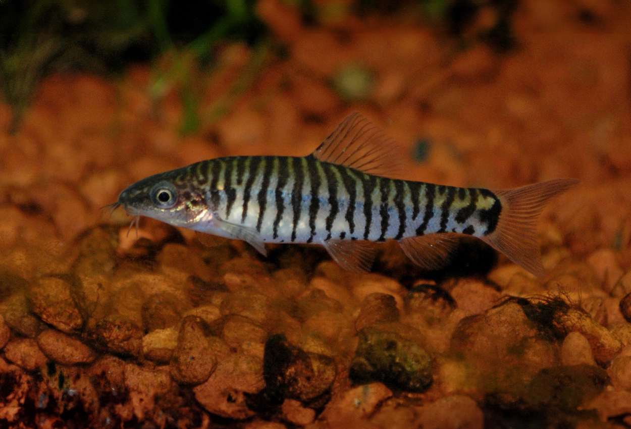 Bandad dvärgbotia, Vietnamesisk mångbandad zebragrönling