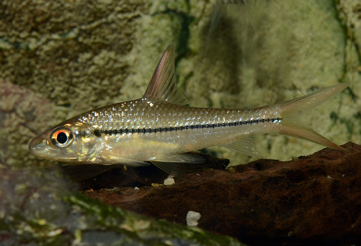 Borneo-flodbarb