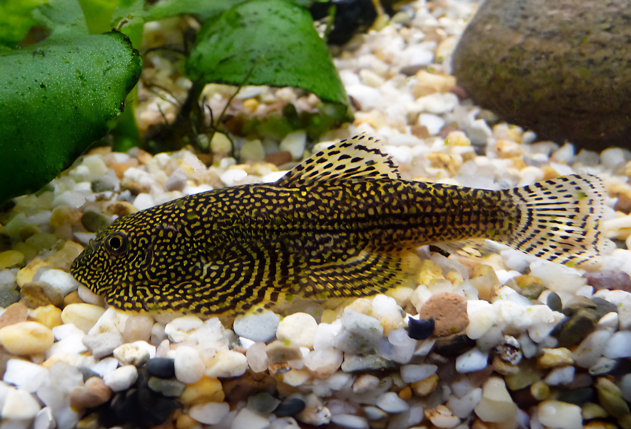 Spotted/prickig grönling/sewellia/pleco