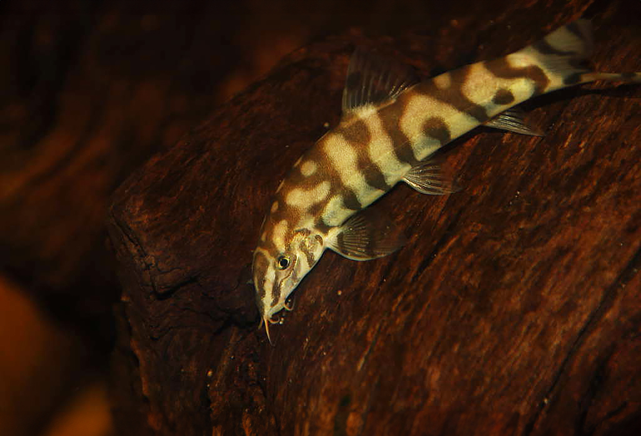 Foto på fisken Botia almorhae