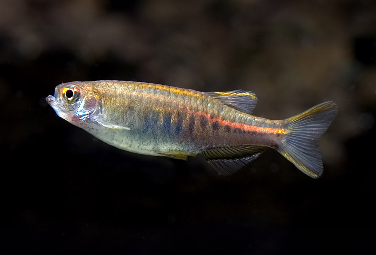 Chopras danio, laxdanio, glödbandsrasbora