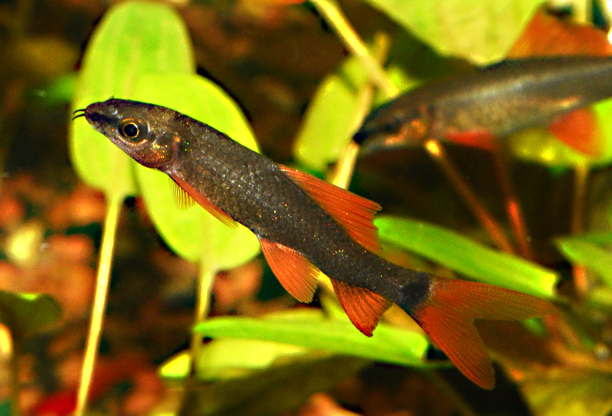 Foto på fisken Epalzeorhynchos munense
