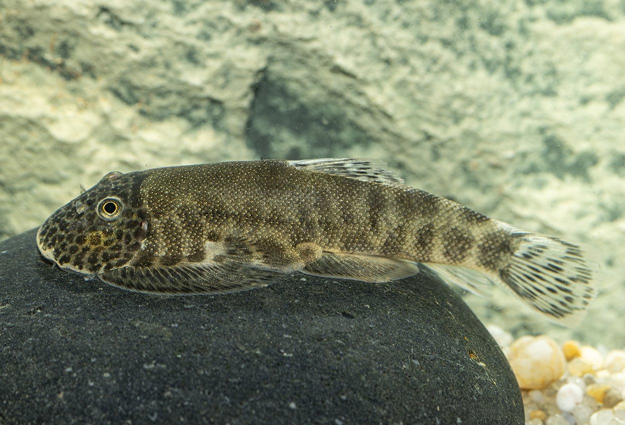 Gastromyzon sp. reticulated
