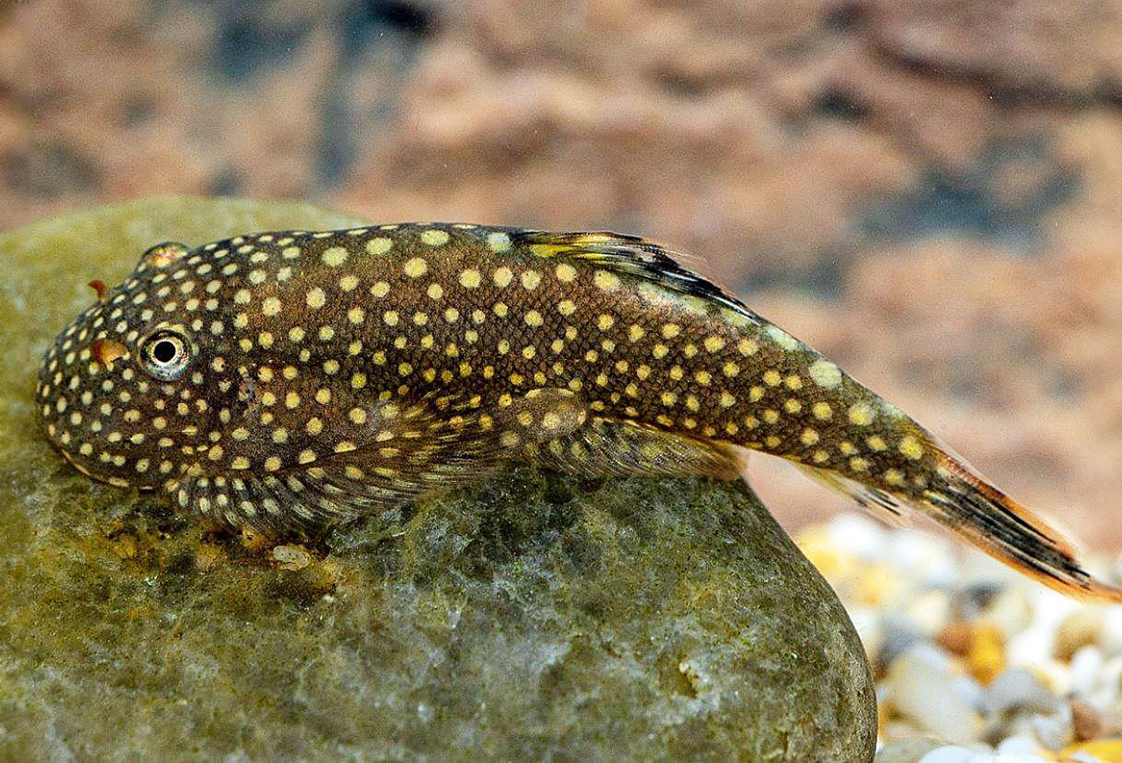 Prickig borneo-pleco/grönling 