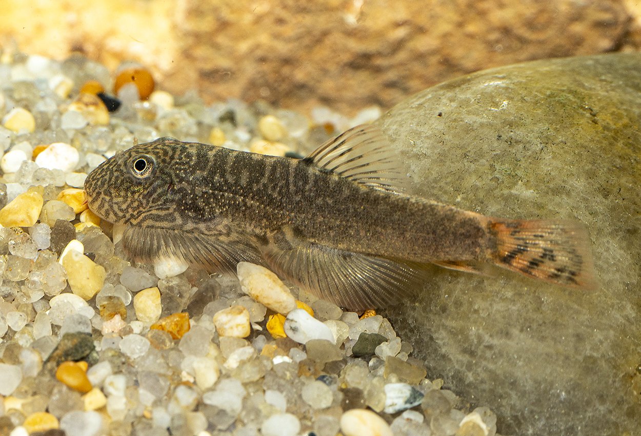 Gastromyzon sp. red devil