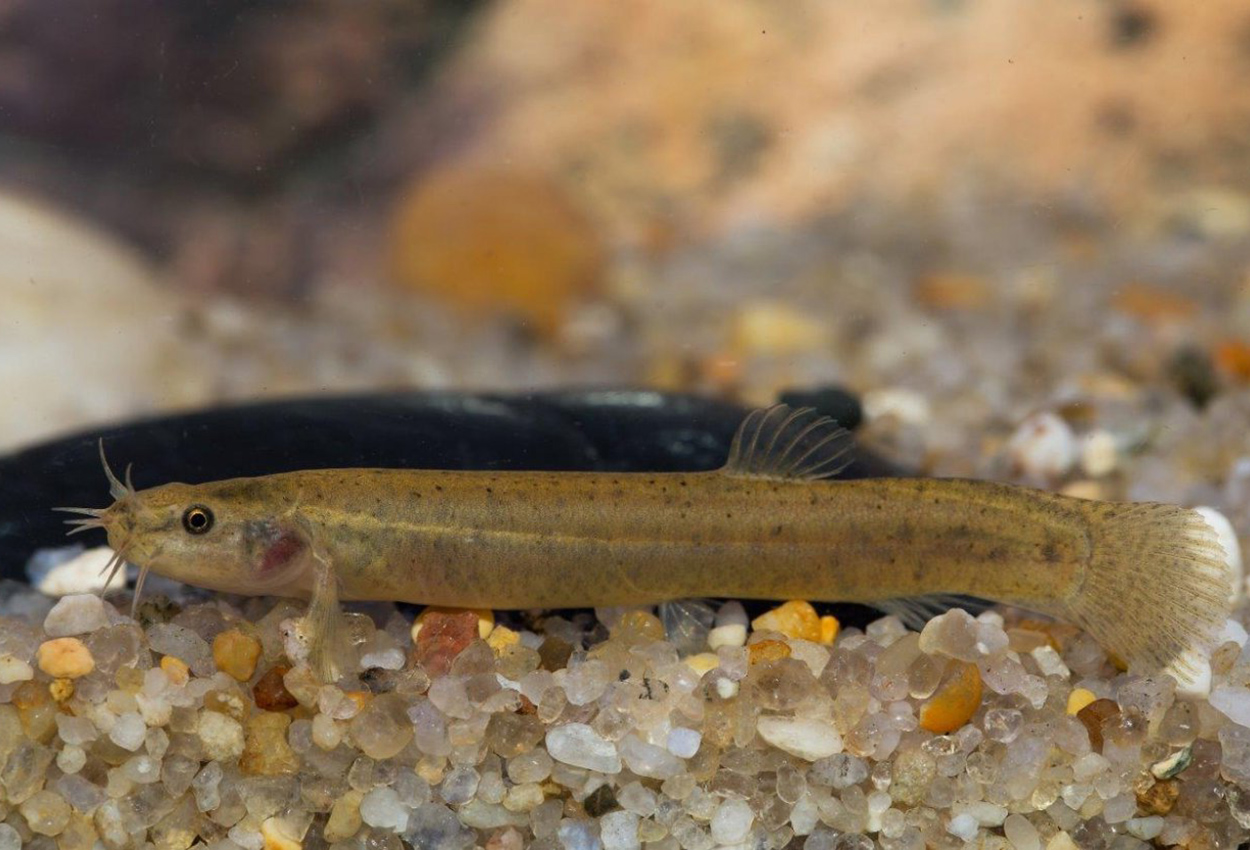 Foto på fisken Lefua echigonia