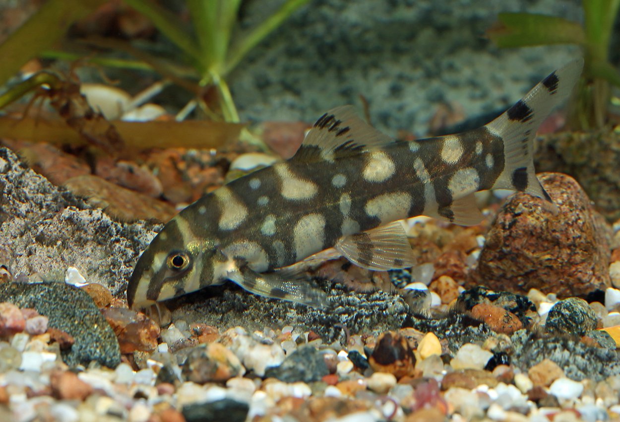 Polka dot-botia