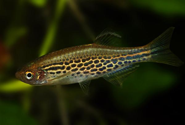 Oransjefinnet danio