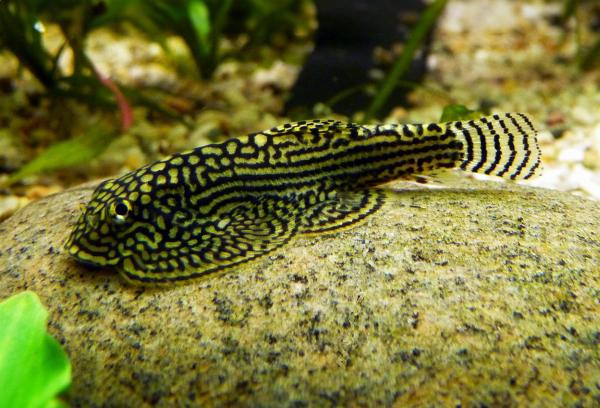 Tiger sewellia