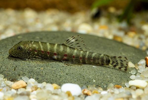 Erromyzon red spots ER02
