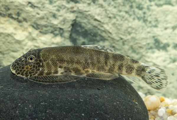 Gastromyzon sp. reticulated