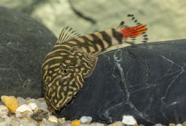 Gastromyzon sp. SK02