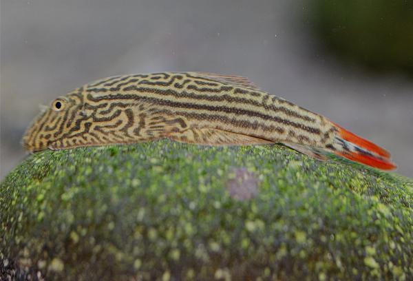 Gastromyzon sp. double red tail