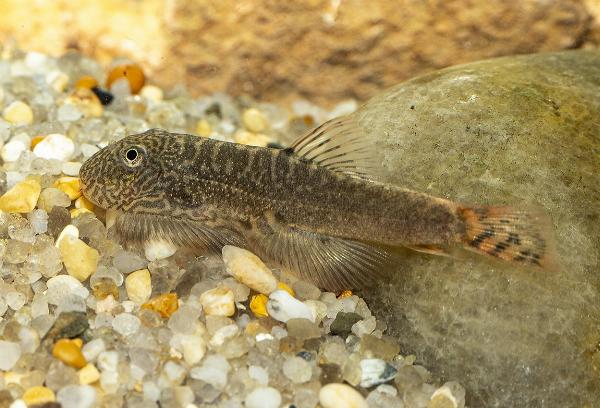 Gastromyzon sp. red devil
