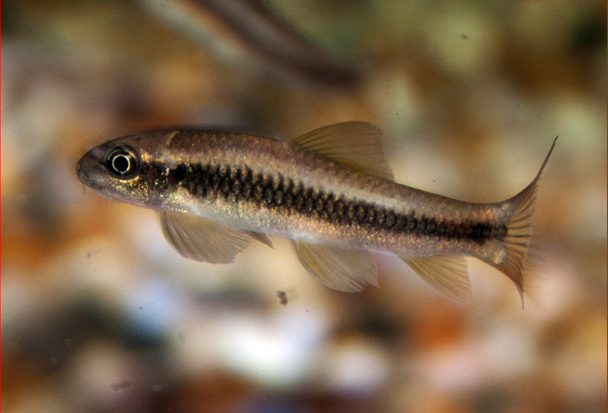 Stenalgätare, Ceylonsugfisk, SriLanka-garra