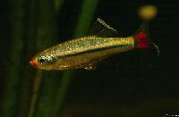 <i>Tanichthys micagemmae</i>