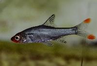 Sawbwabarb, rödmunsrasbora