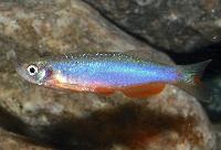 <i>Danio roseus</i>