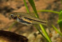 Siamesisk dvärgrasbora, Somphongs rasbora