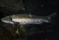 <i>Mylopharyngodon piceus</i>