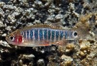 <i>Danio erythromicon</i>