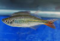 Brownis rasbora