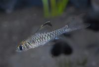 <i>Oreichthys cosuatis</i>