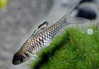 <i>Oreichthys cosuatis</i>