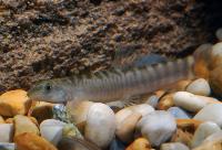 Mahnerts/rödstjärtad sand-grönling (loach), Burmesisk gränsgrönling