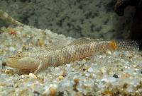 Leavellis goby