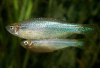 <i>Danio kerri</i>