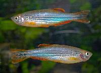 <i>Danio kyathit</i>, orangebandad