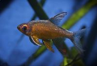 Pärlemorrasbora, pärlrasbora, orangefenad barb