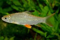 Jerdons karp, Jerdons barb, citronfensbarb