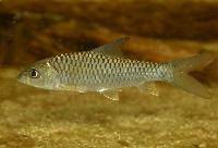 Putitor/Himalya/Assam/guld/gulfenad mahseer