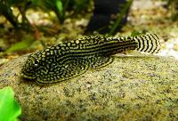 Vietnampleco, Vietnamesisk grönling, tigergrönling