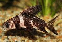 Kinesisk fladdermusfisk
