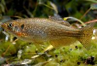 Mustachdanio, dangila danio