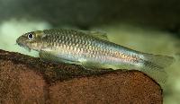 <i>Garra ceylonensis</i>