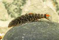 Gastromyzon sp. bloody Mary 