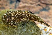 Prickig borneo-pleco/grönling 