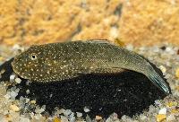 Gastromyzon sp. NK01 Blue tail