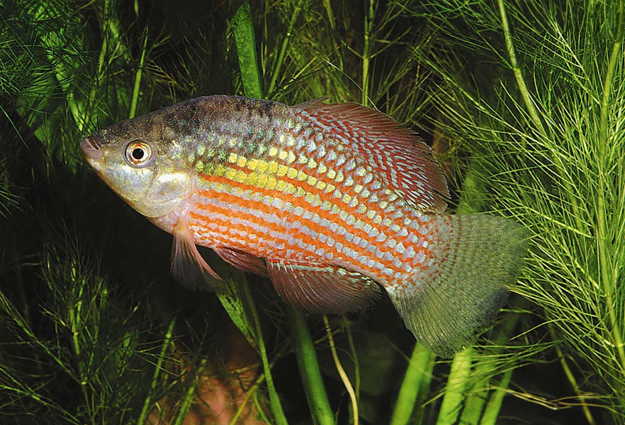 Foto på fisken Jordanella floridae