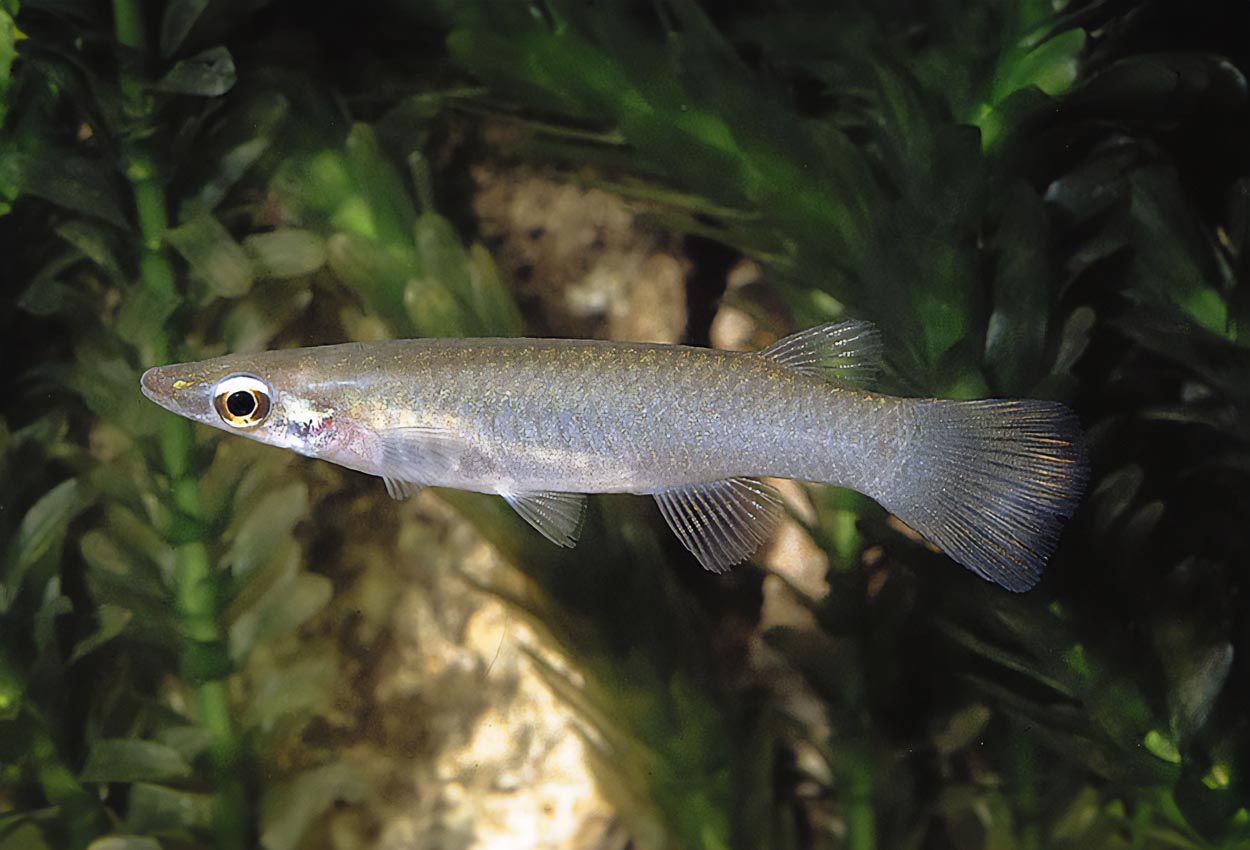 Foto på fisken Oxyzygonectes dovii