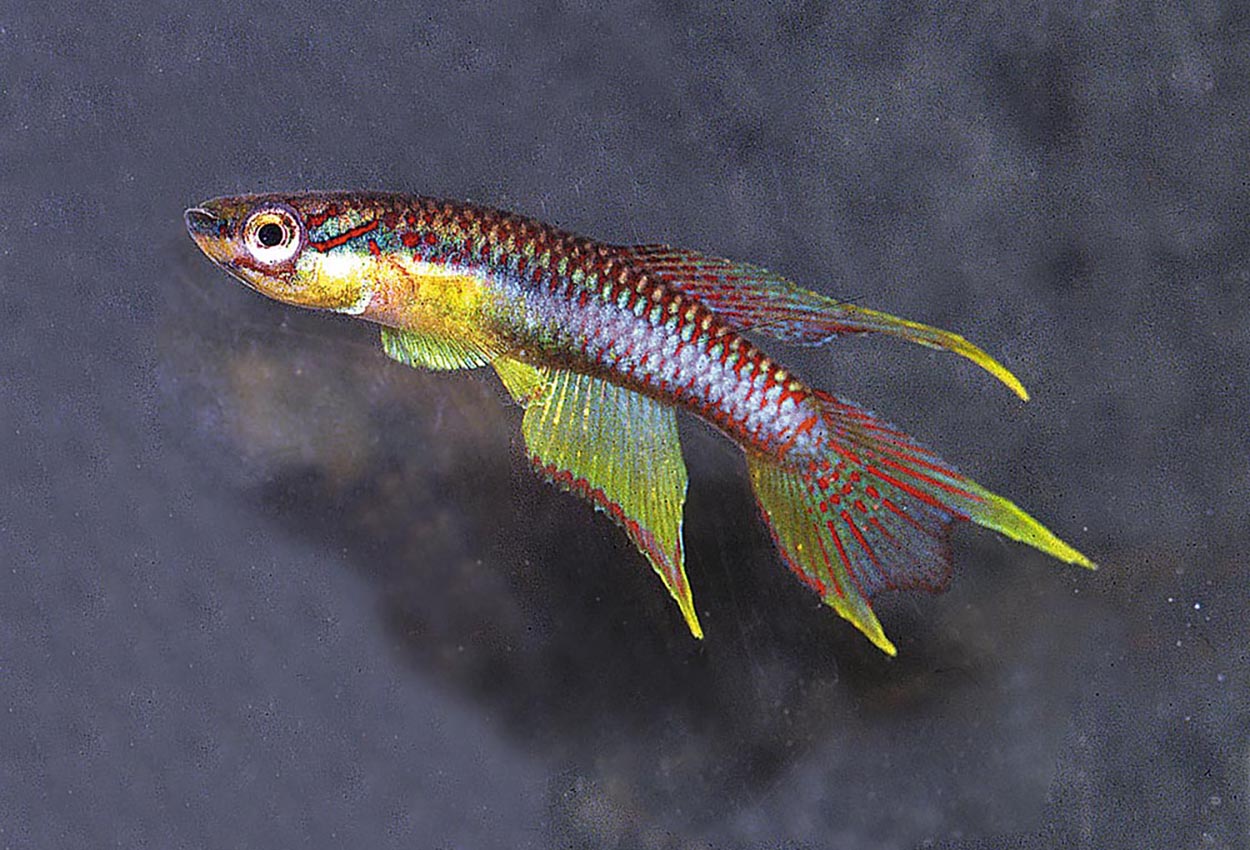 Foto på fisken Chromaphyosemion bivittatum