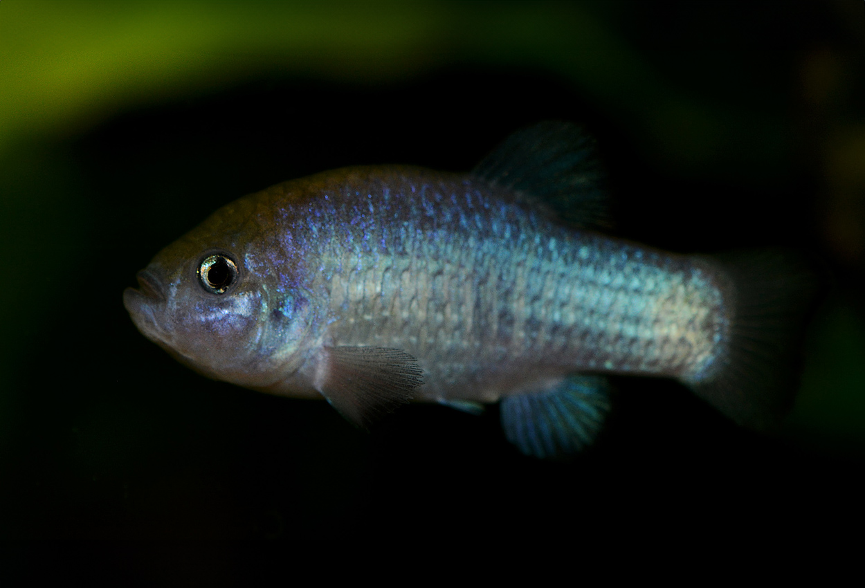 Ash Medows amargosa-pupfish, Nevada pupfish, Nevadakilli